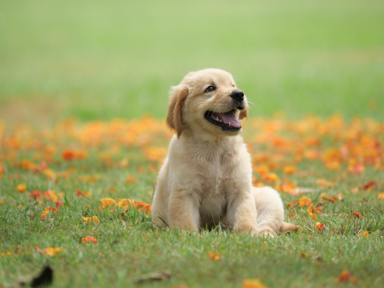 Health Care: A Guide for Popular Dog Breeds