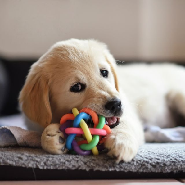 The 5 Best Toys for Puppies this season: