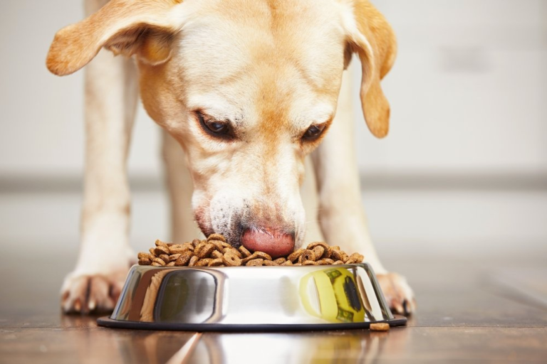 Best Pet Foods Brands of 2022: